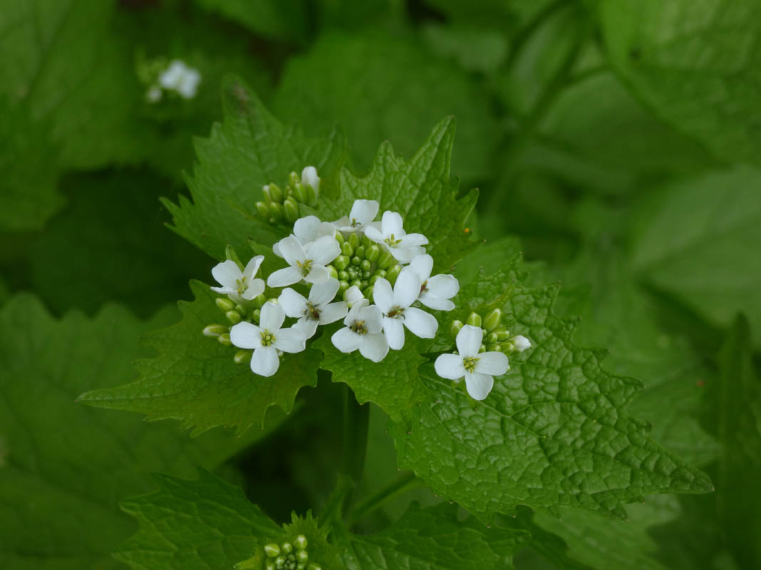 Alliaria petiolata